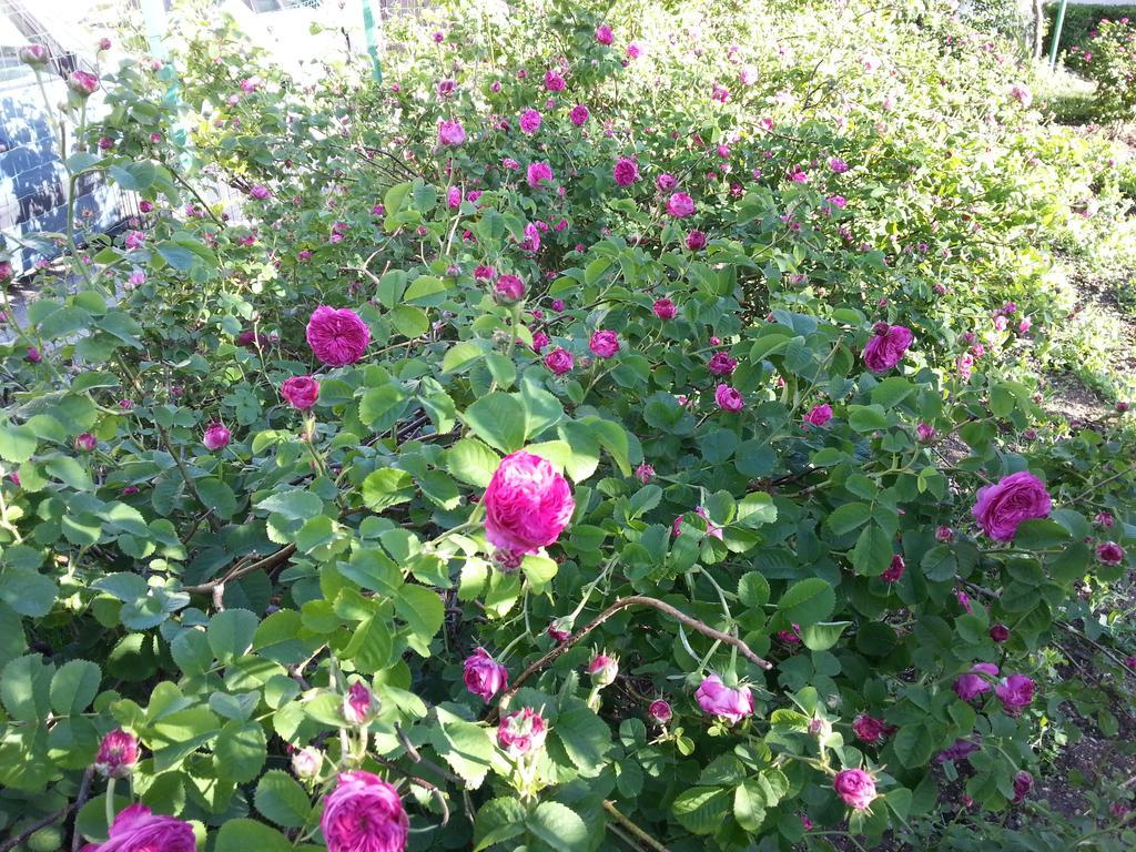 Guest House Goa モスタル 部屋 写真